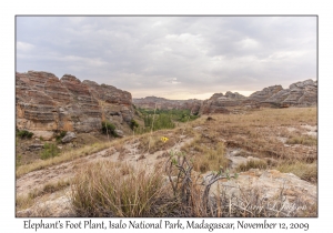 Elephant's Foot Plant