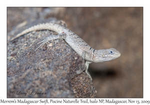 Merrem's Madagascar Swift