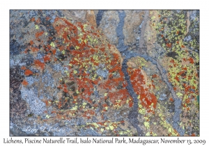 Lichens