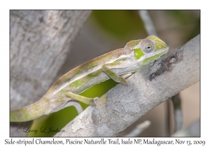 Side-striped Chameleon