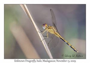 Unknown Dragonfly