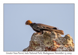 Greater Vasa Parrot