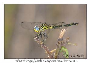 Unknown Dragonfly