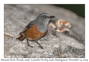 Benson's Rock Thrush