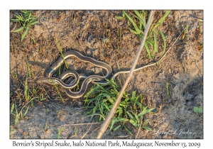 Bernier's Striped Snake