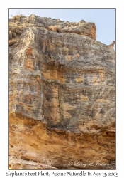 Elephant's Foot Plant