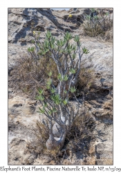 Elephant's Foot Plant