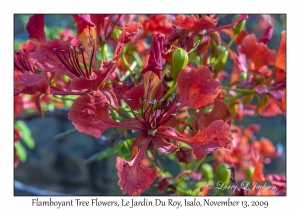 Flamboyant Tree Flowers