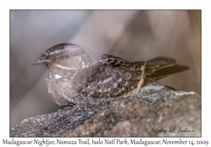 Madagascar Nightjar