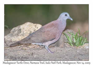 Madagascar Turtle Dove