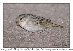 Madagascar Red Fody