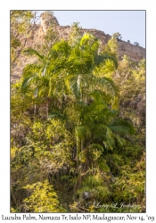 Lucuba Palm