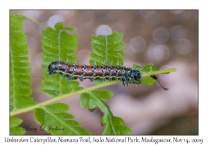 Unknown Caterpillar