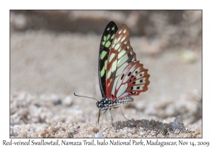 Red-veined Swallowtail