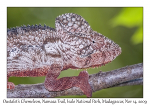 Oustalet's Chameleon