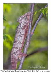 Oustalet's Chameleon