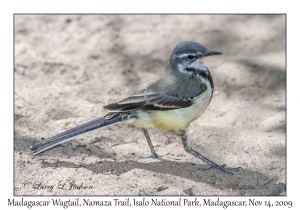 Madagascar Wagtail