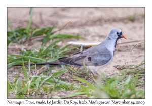 Namaqua Dove