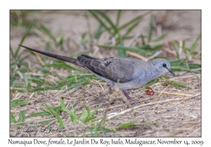 Namaqua Dove