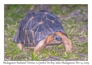 Madagascar Radiated Tortoise