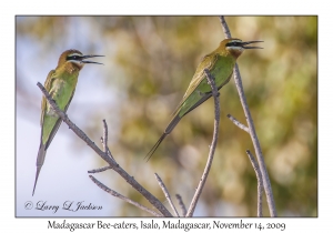 Madagascar Bee-eaters