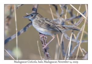 Madagascar Cisticola