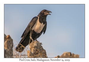 Pied Crow