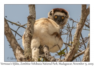 Verreaux's Sifaka