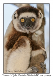 Verreaux's Sifaka