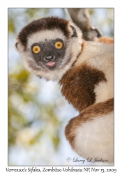 Verreaux's Sifaka