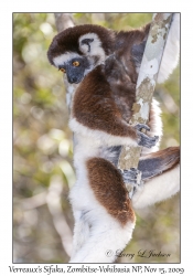 Verreaux's Sifaka