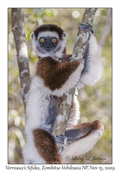 Verreaux's Sifaka