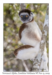 Verreaux's Sifaka