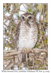 White-browed Owl