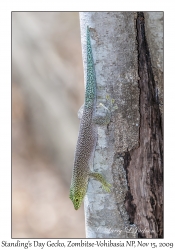 Standing's Day Gecko