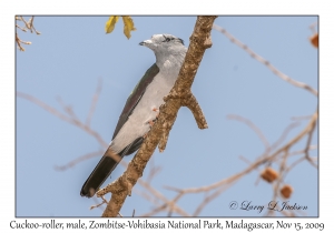 Cuckoo-roller