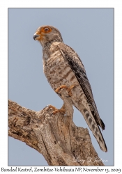 Banded Kestrel