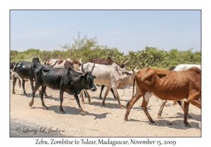 Zebu