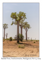 Baobab Tree