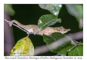 Blue-nosed Chameleon