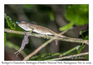 Boettger's Chameleon