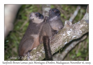 Sanford's Brown Lemur