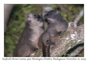 Sanford's Brown Lemur