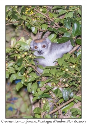 Crowned Lemur