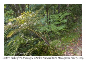 Eastern Brakenfern