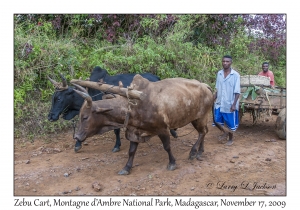 Zebu Cart