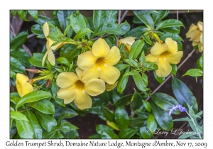 Golden Trumpet Shrub