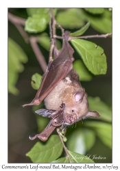 Commerson's Leaf-nosed Bat