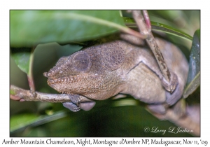 Amber Mountain Chameleon