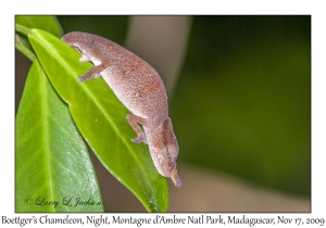 Boettger's Chameleon